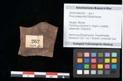 Foto (Objekt + Etikett) von Pinus praepumilio Ettingshausen (NHMW-GEO-2024-0188-0262)
